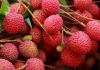 lychee-fruit-health-benefits-tips