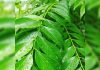 benefits-of-eating-curry-leaves