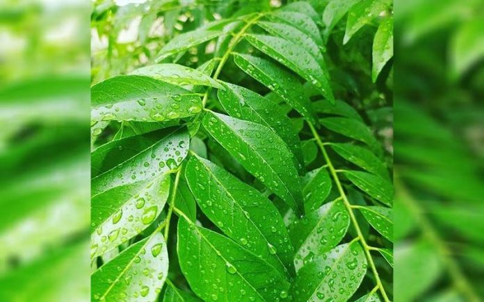 benefits-of-eating-curry-leaves