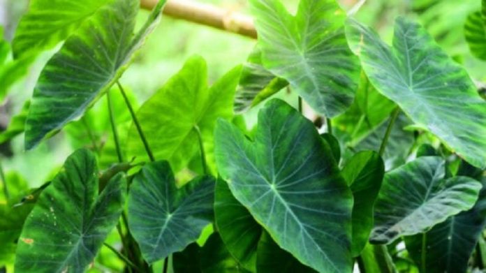 eating-taro-leaves-is-beneficial-for-diabetics-updates