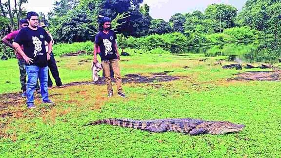 crocodile-spotted-in-suraj-water-park-rescued-in-thane-news-update