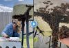 beekeeper-relocates-bee-colony-with-her-bare-hands-viral-video