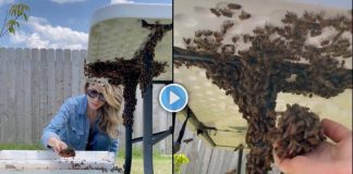 beekeeper-relocates-bee-colony-with-her-bare-hands-viral-video