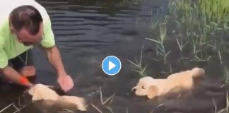 viral-video-puppies-are-learning-how-to-swim