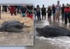 massive-sea-turtle-weighing-272-kg-gets-stuck-in-mudflat-people-from-three-organizations-carry-out-rescue-viral-video-update