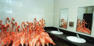 Flamingo in the bathroom, pictures of destruction online!