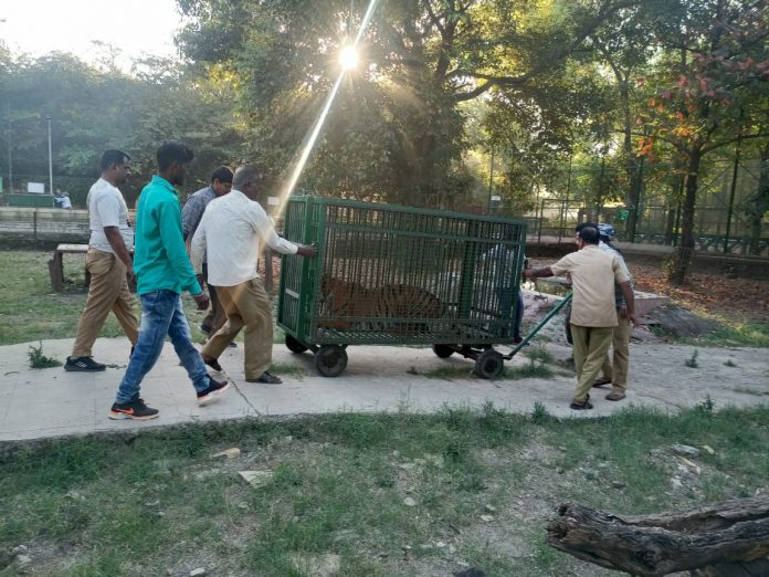 Siddharths garden aurangabad-2-tigresses-ranjana-pratibha-will-go-to-kamla Nehru park gujarat-today