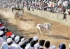 supreme-court-nod-to-bull-cart-racing-jallikattu-kambala-news-update -today