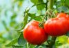 karnataka-farmer-sold-tomato-for-38-lakh-in-one-day-news-update
