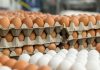 saudi-arabia-bans-chicken-and-eggs-from-40-countries-including-india-what-is-the-reason-news-freepressindia.in