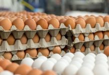 या मुस्लीम देशाची भारतासह 40 देशांच्या चिकन- अंड्यांवर बंदी, काय आहे कारण ? saudi-arabia-bans-chicken-and-eggs-from-40-countries-including-india-what-is-the-reason-news-freepressindia.in