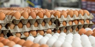 या मुस्लीम देशाची भारतासह 40 देशांच्या चिकन- अंड्यांवर बंदी, काय आहे कारण ? saudi-arabia-bans-chicken-and-eggs-from-40-countries-including-india-what-is-the-reason-news-freepressindia.in