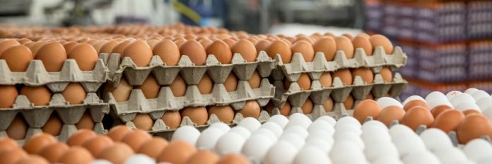 saudi-arabia-bans-chicken-and-eggs-from-40-countries-including-india-what-is-the-reason-news-freepressindia.in saudi-arabia-bans-chicken-and-eggs-from-40-countries-including-india-what-is-the-reason-news-freepressindia.in